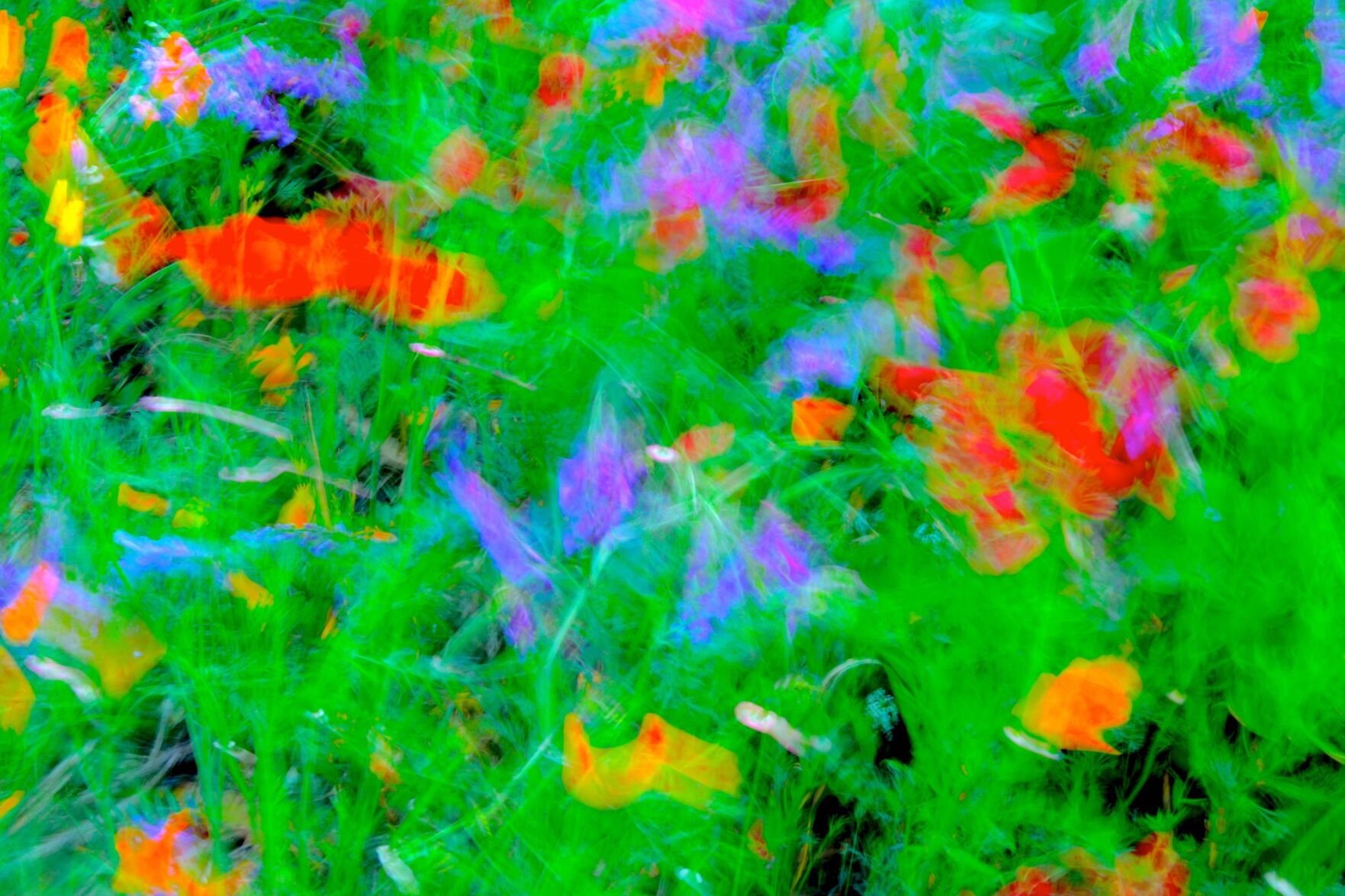 Art in the Library : The natural abstracts of Chris Sauer